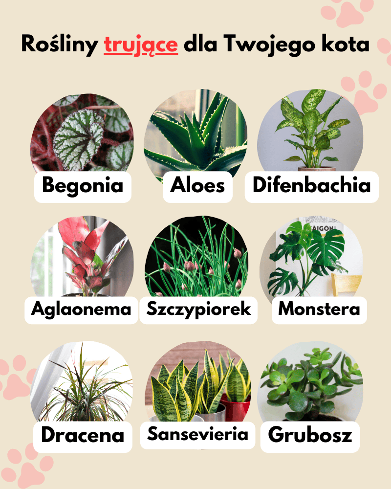 rośliny trujące dla Twojego kota
