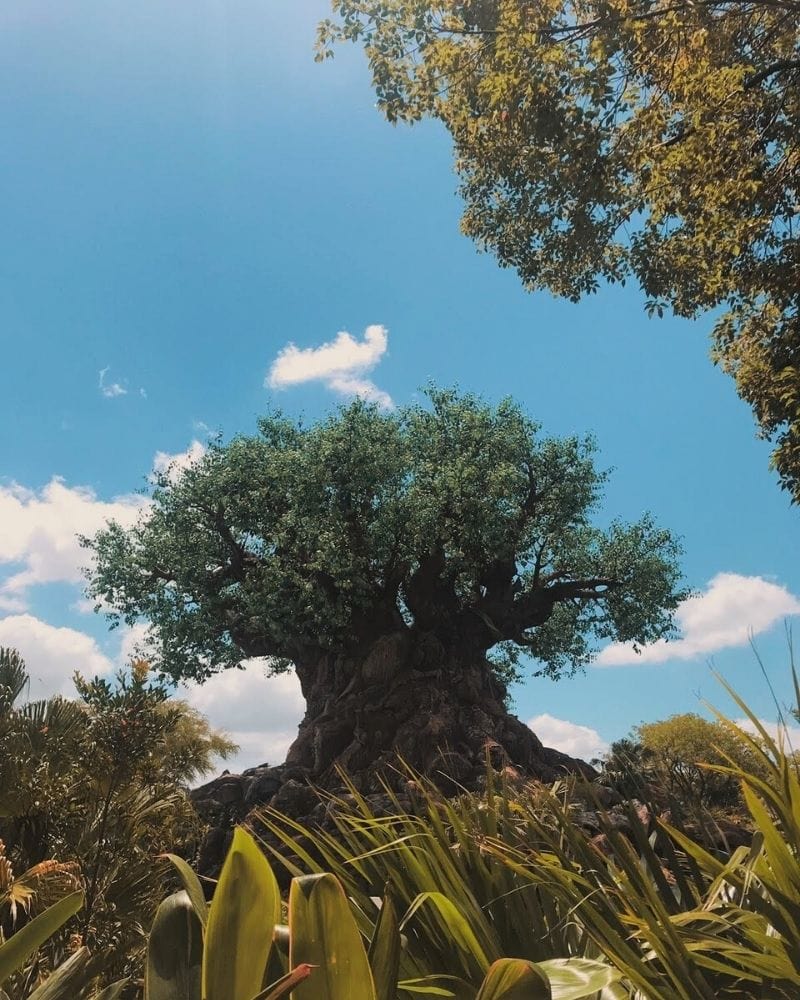 Animal Kingdom