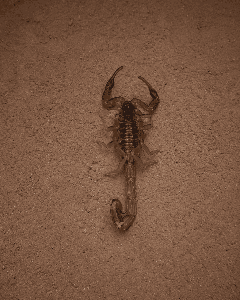 striped bark scorpion