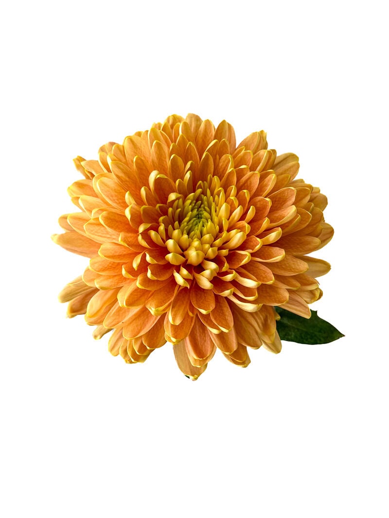 Chrysanthemums - Image 5