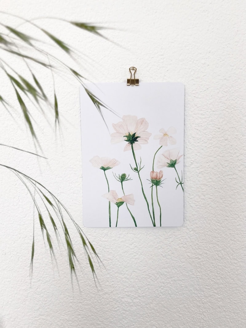 cosmos