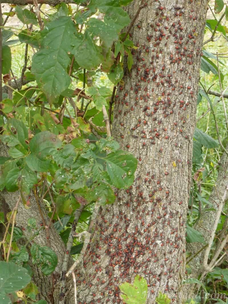 Norskedalen - box elder bugs