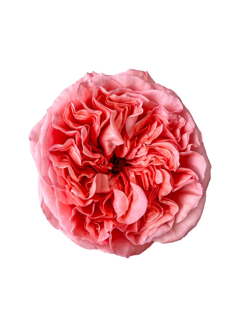 Pink Xpression