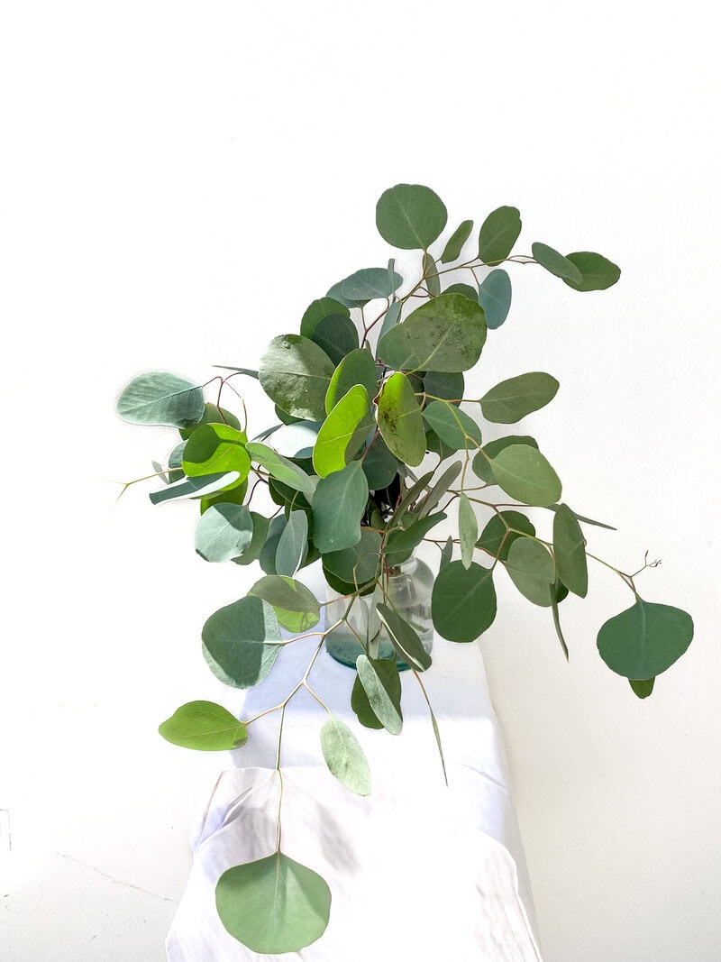 Eucalyptus Silver Dollar (10 St Bunch)