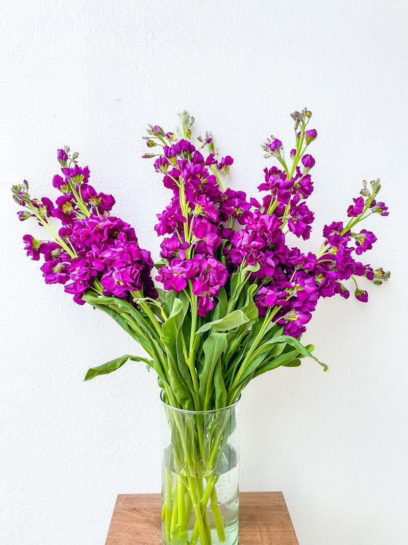 Stock - Image 12