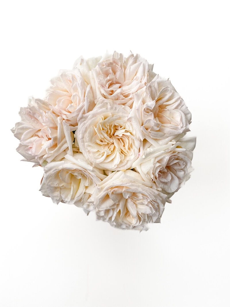 White O´Hara - Image 2