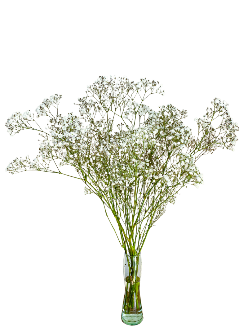 Baby’s Breath Xcellence (10 St Bunch)