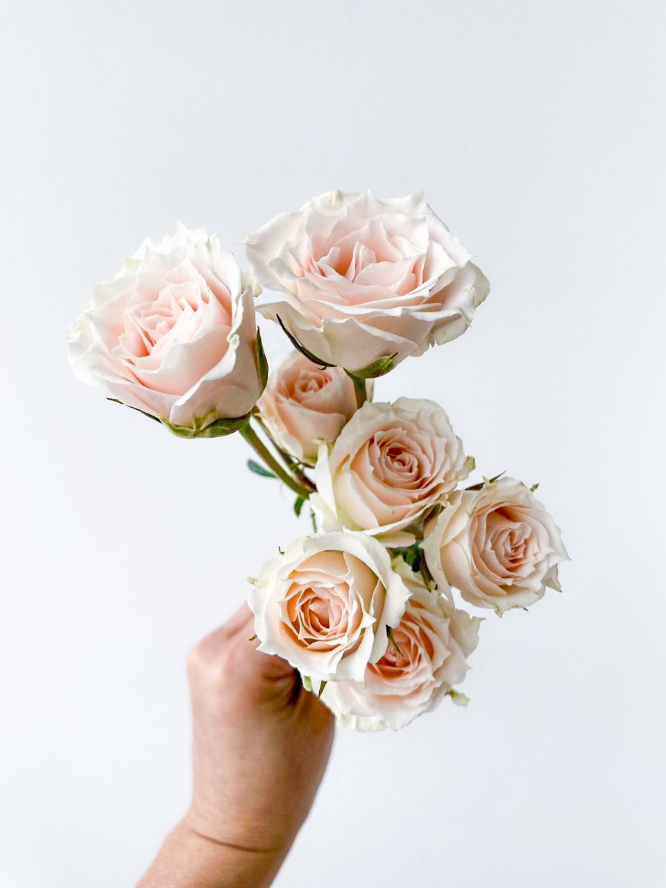 Spray Rose White Majolika - Image 2