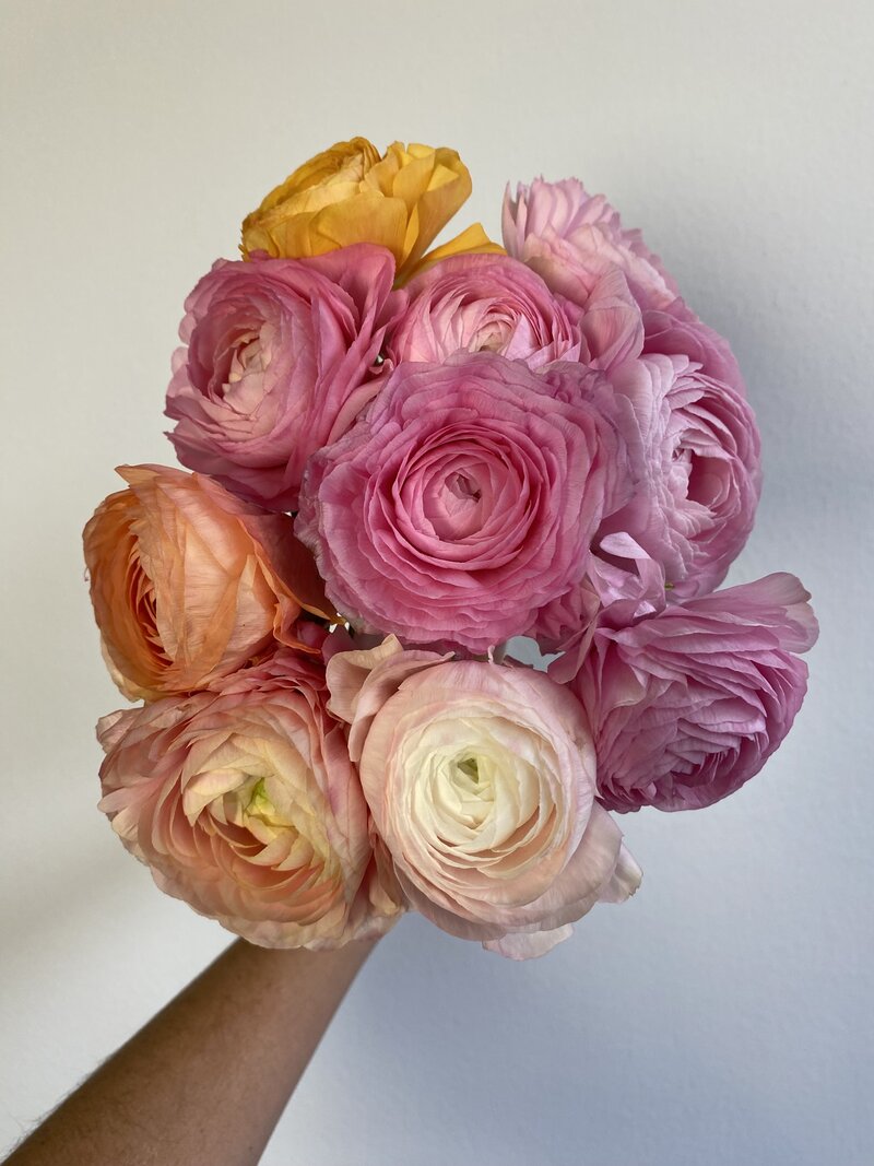 Ranunculus Elegance Pastello - Image 6