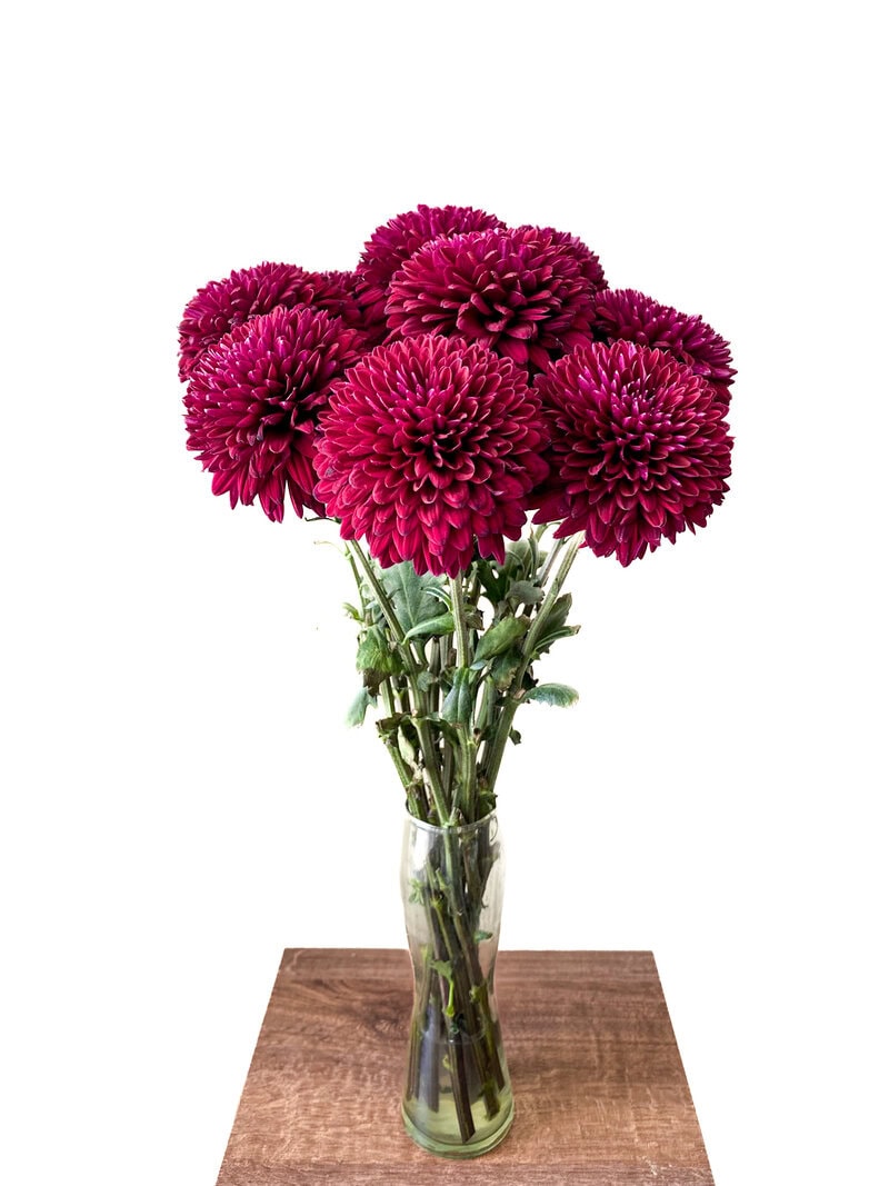 Chrysanthemums - Image 8