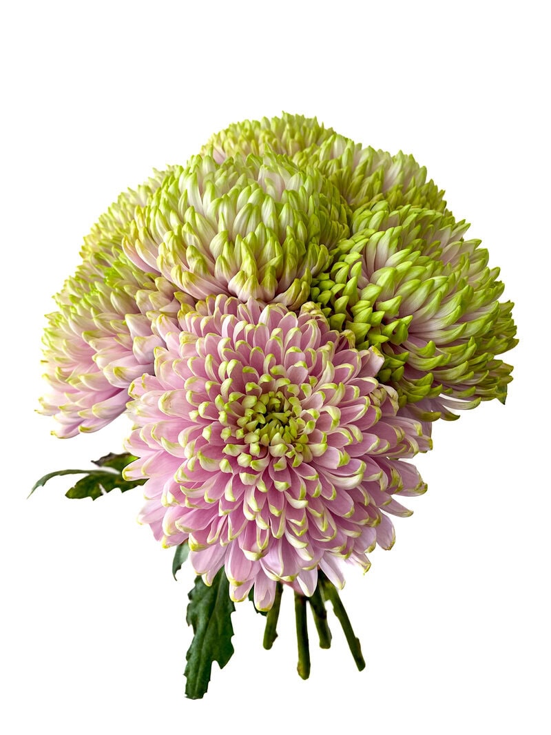 Chrysanthemums - Image 3