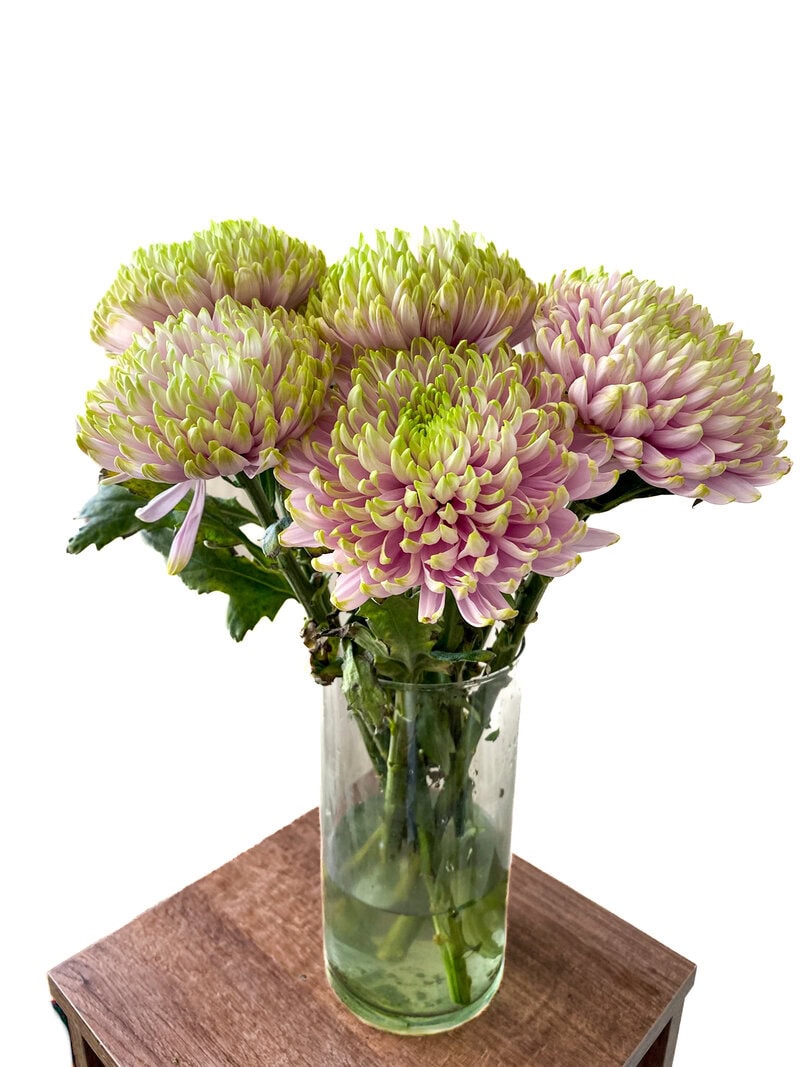 Chrysanthemums - Image 4