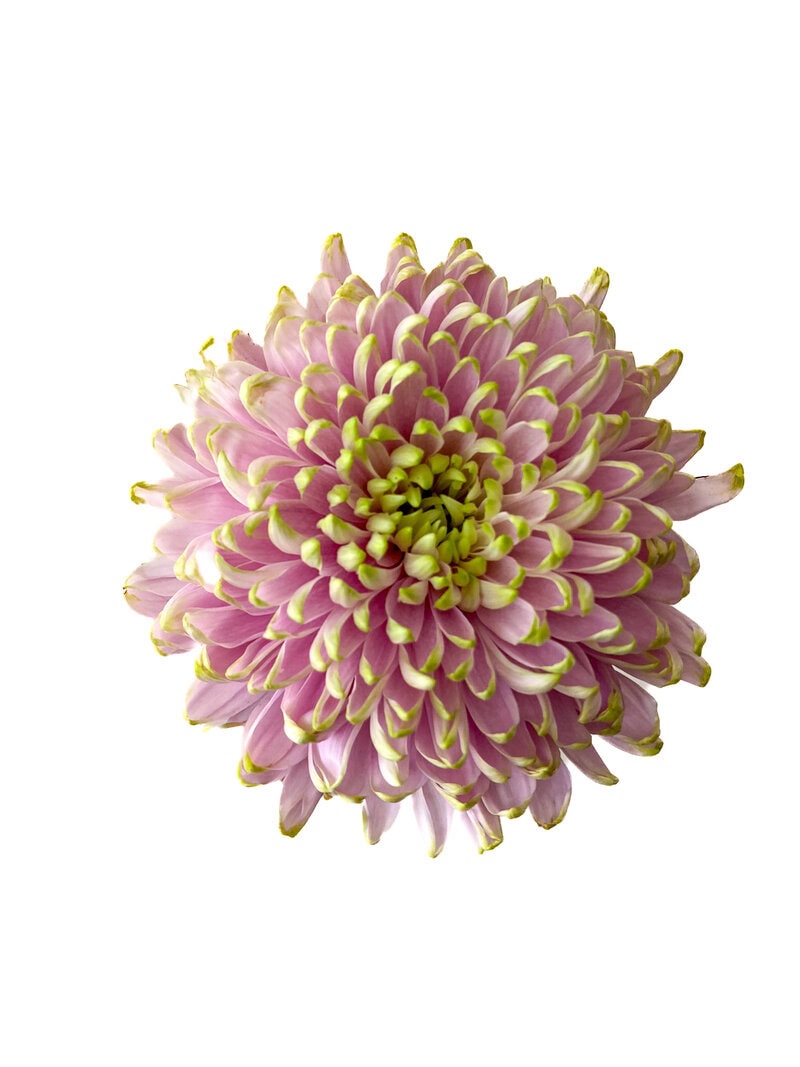 Chrysanthemums