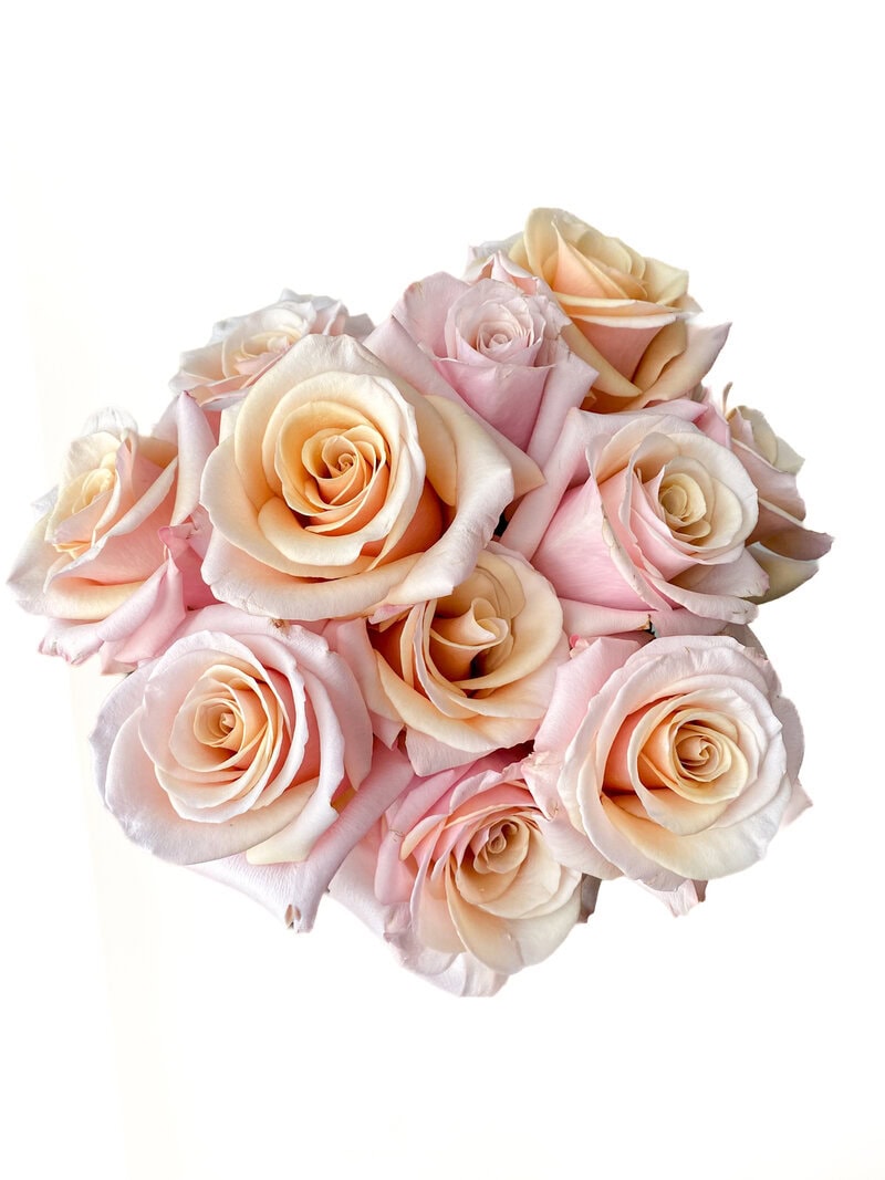 Mother of Pearl - Image 2