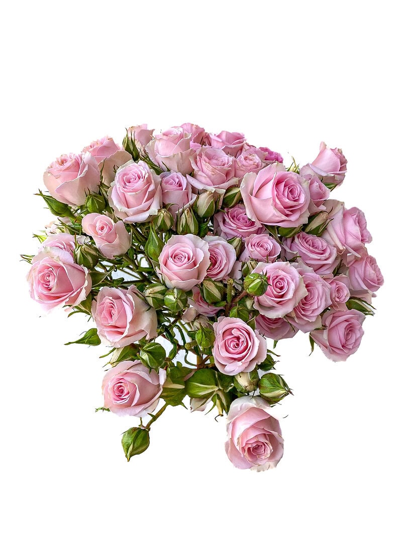 Spray Rose Elba - Image 2