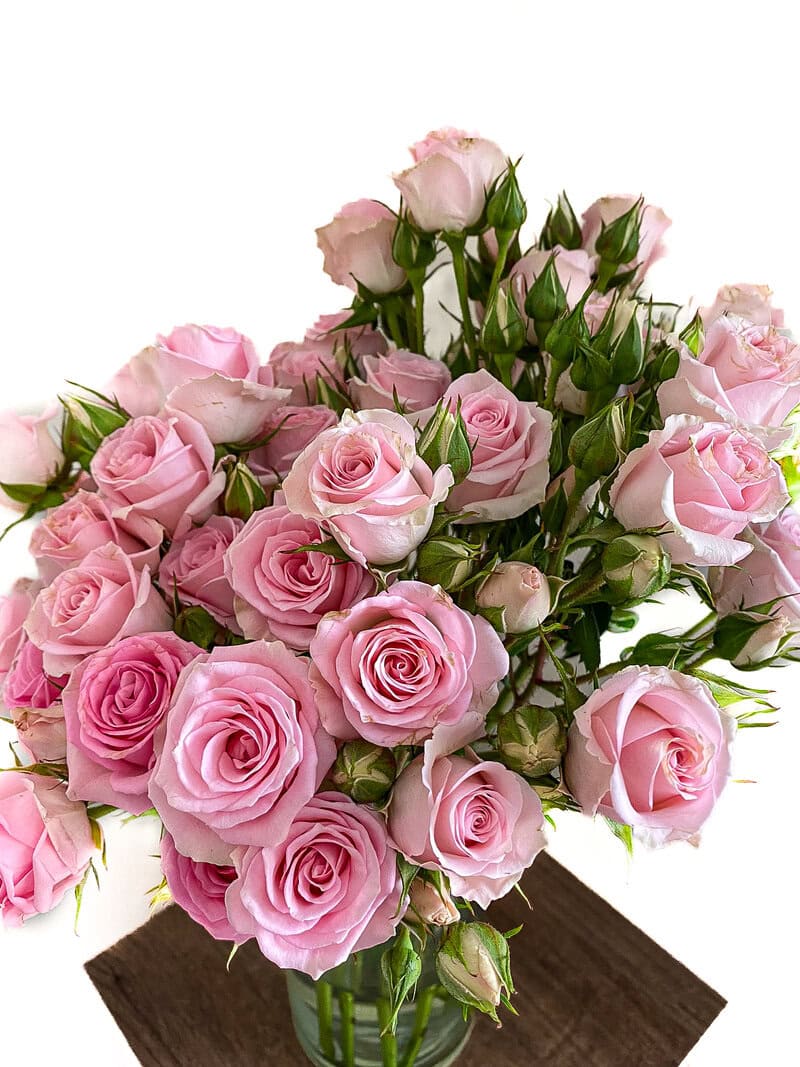 Spray Rose Elba - Image 3