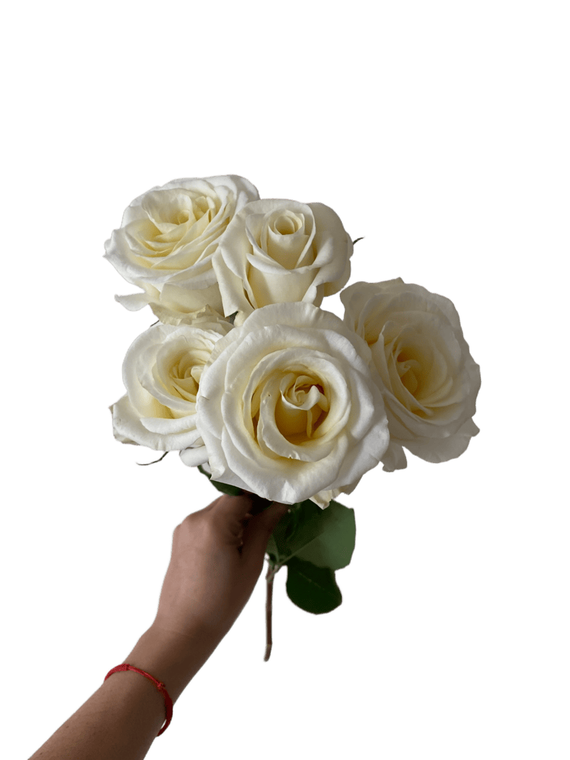 Spray Rose New Moon