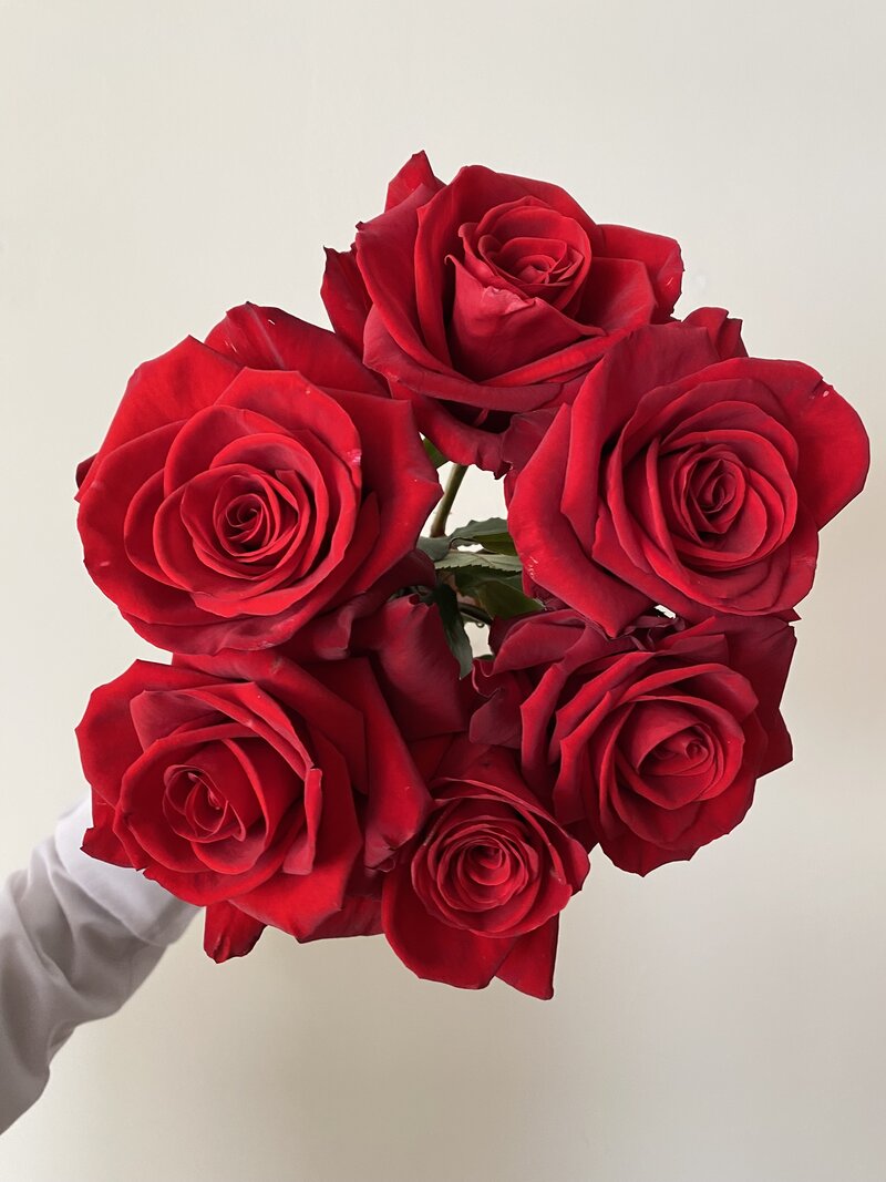 Redvolution - Image 2