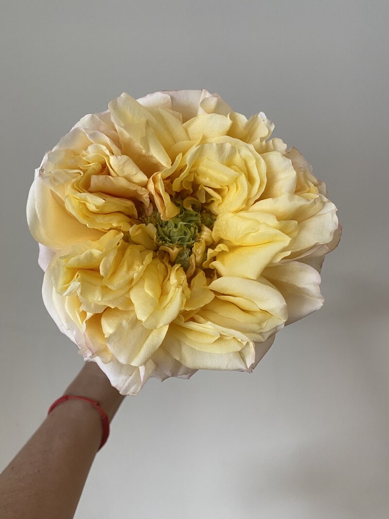 Cream Xpression - Image 3