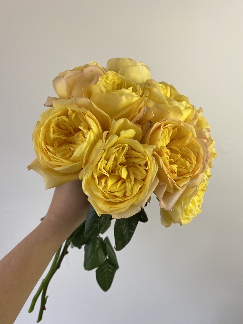 Sunny Xpression - Image 3