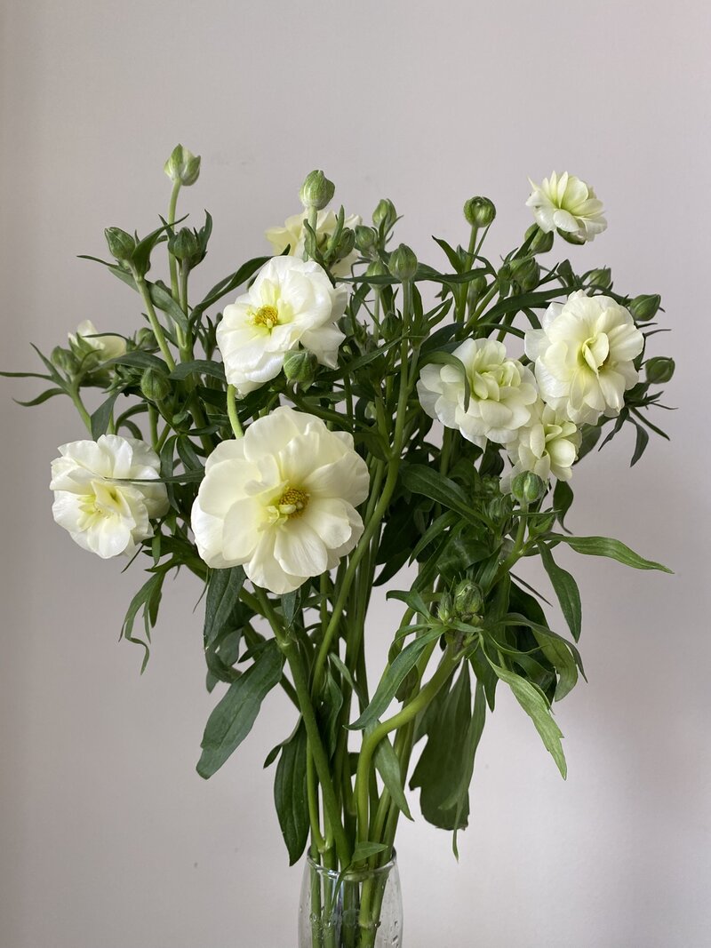 Ranunculus Butterfly - Image 3
