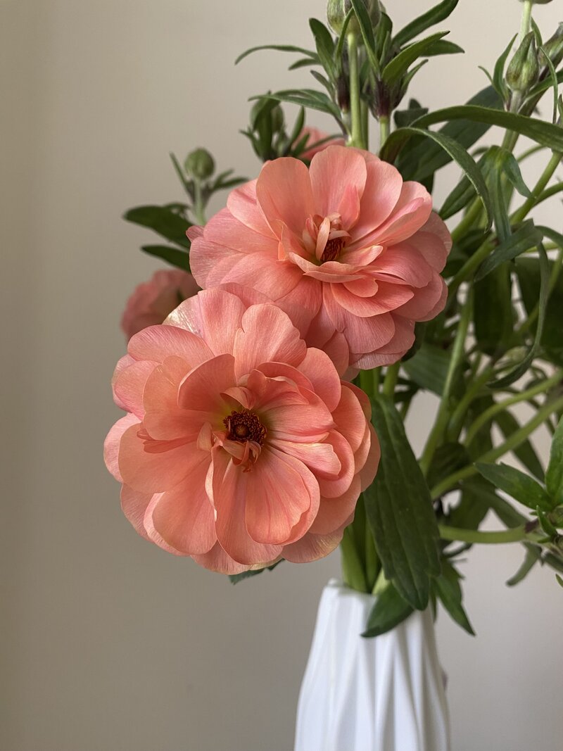 Ranunculus Butterfly - Image 5