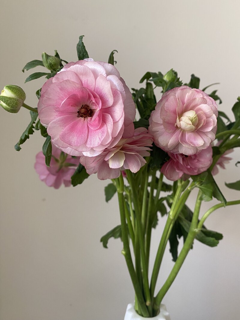 Ranunculus Butterfly - Image 4