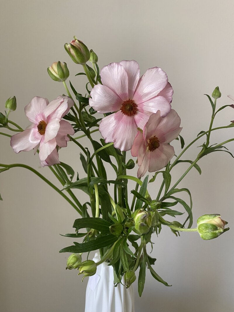 Ranunculus Butterfly - Image 2