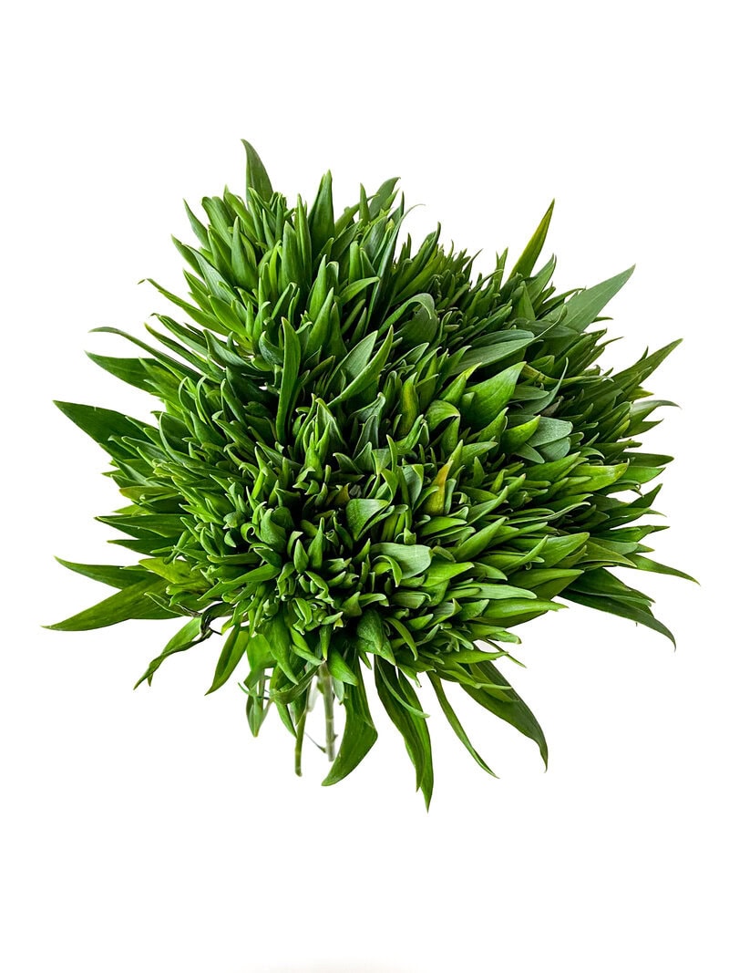 Alstroemeria Green Planet - Image 2