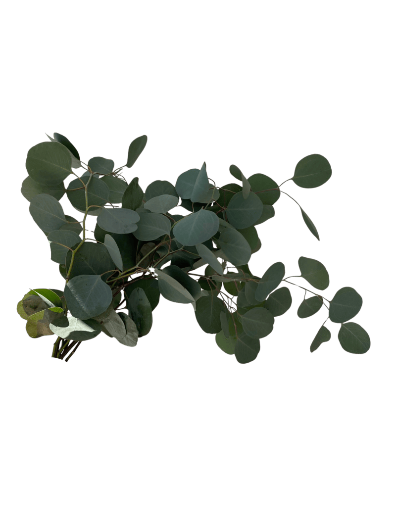 Eucalyptus Polyanthemus