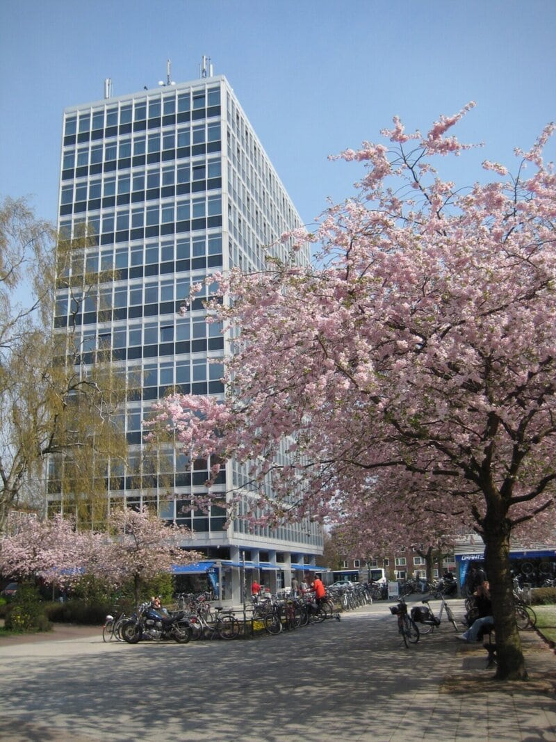 Modernes Büro- oder Universitätsgebäude mit blühenden Kirschbäumen im Frühling