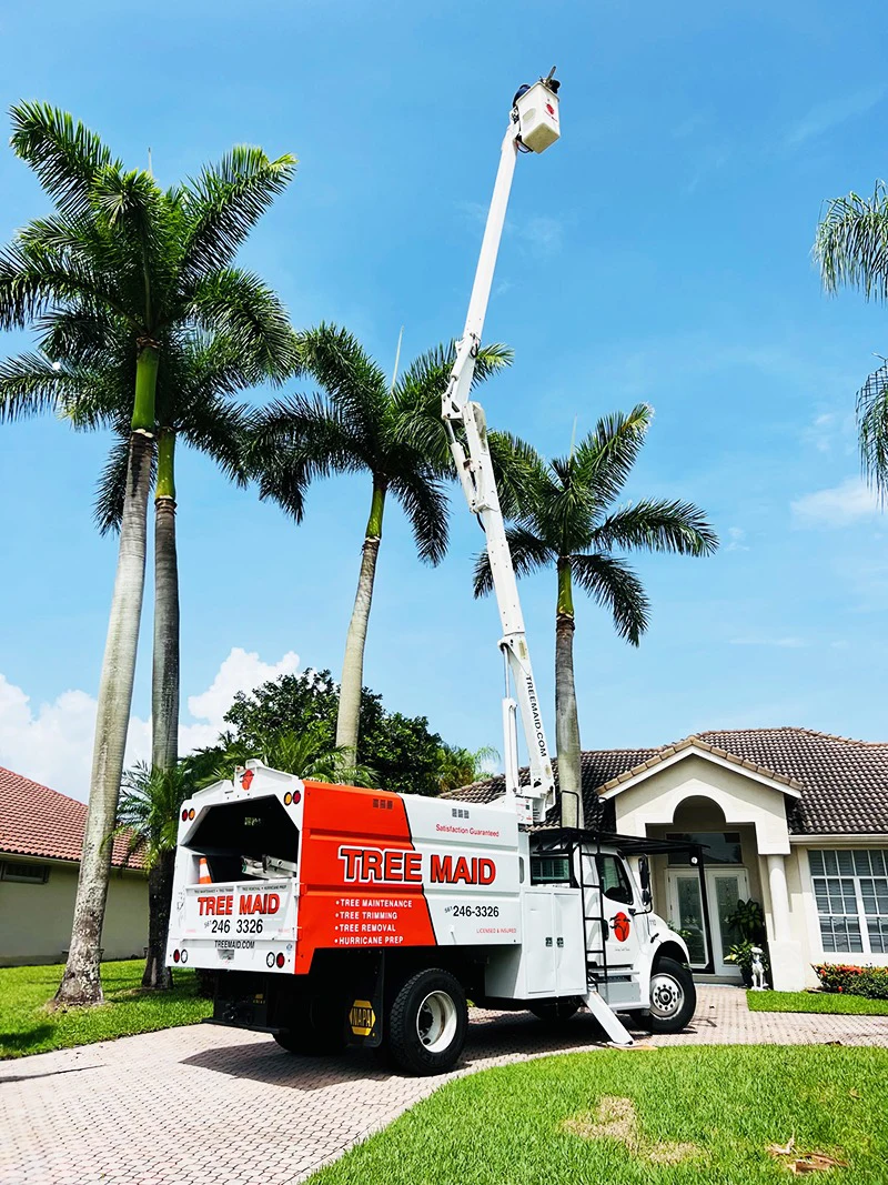 Jobs Gallery | Expert Tree Services, Palm Trimming, & Tree Care in Lake Worth & Palm Beach County | Tree Service | Explore our latest tree service projects in Lake Worth, Boca Raton, Delray Beach, and Palm Beach County. From precision trimming to full tree removal and site cleanup, our skilled tree experts offer precision, safely removing hazards, and helping revitalizing landscapes. Discover the Tree Maid Tree Service Difference! |%org_url%