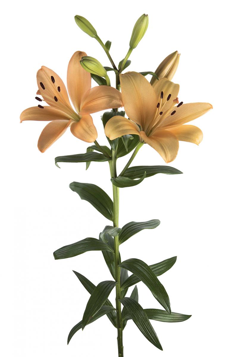 L/A Hybrid Lilies - Image 5