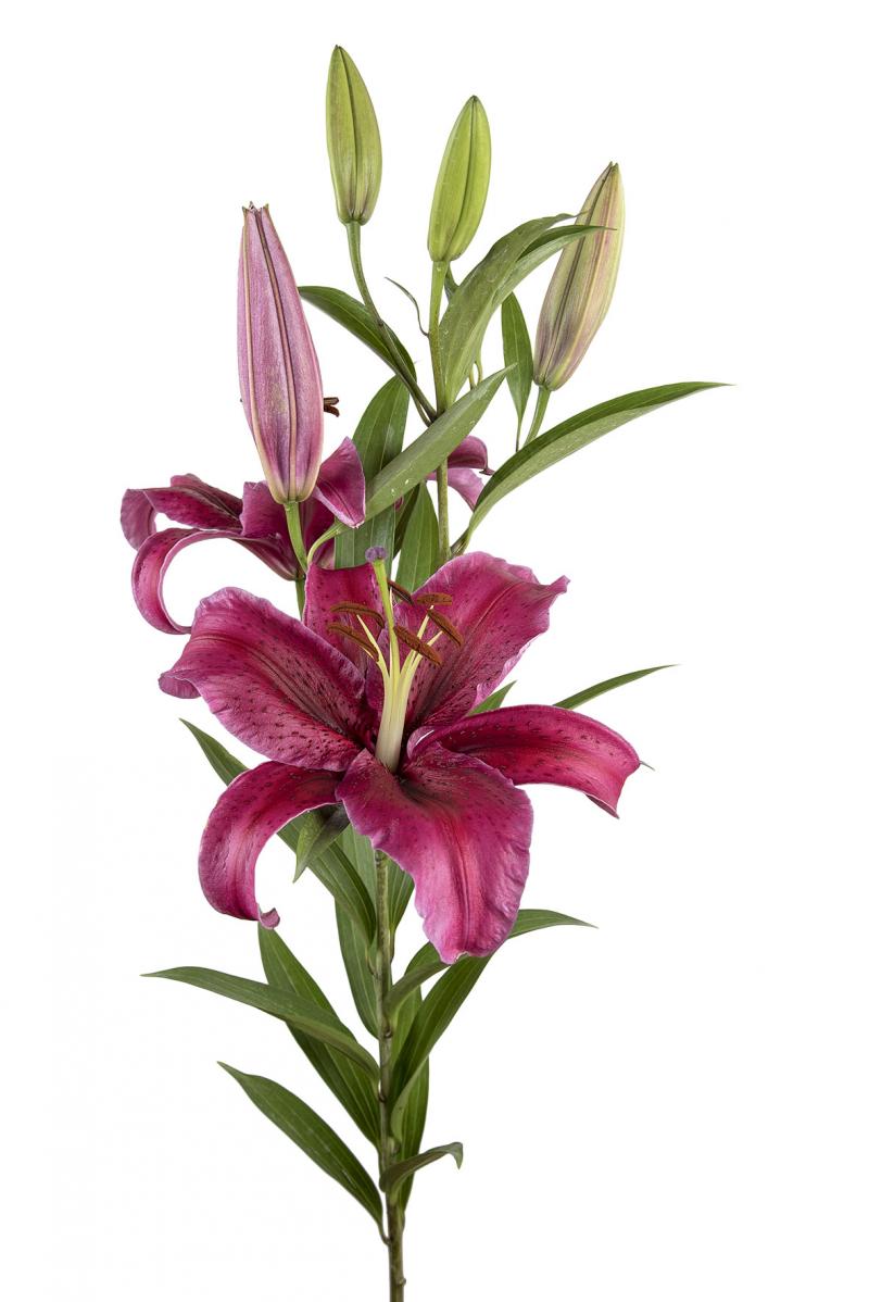Oriental Lilies - Image 2