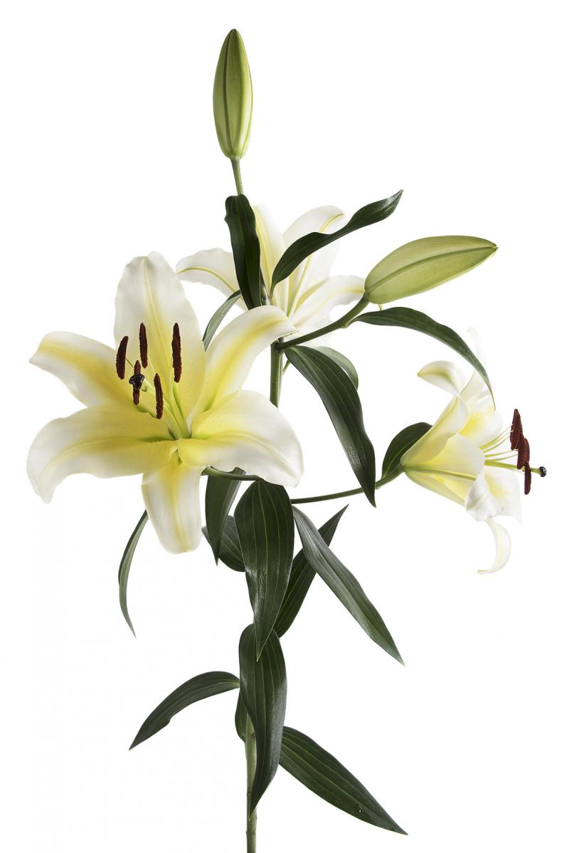Oriental Lilies - Image 4