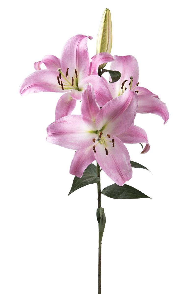 Oriental Lilies - Image 3