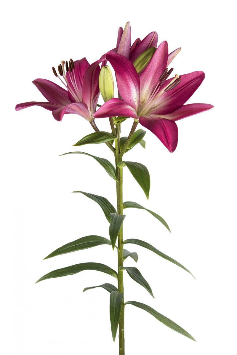 L/A Hybrid Lilies - Image 7