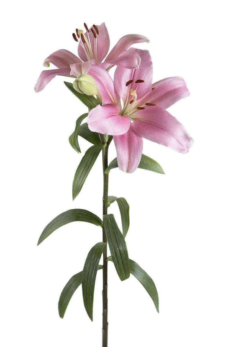 L/A Hybrid Lilies - Image 8