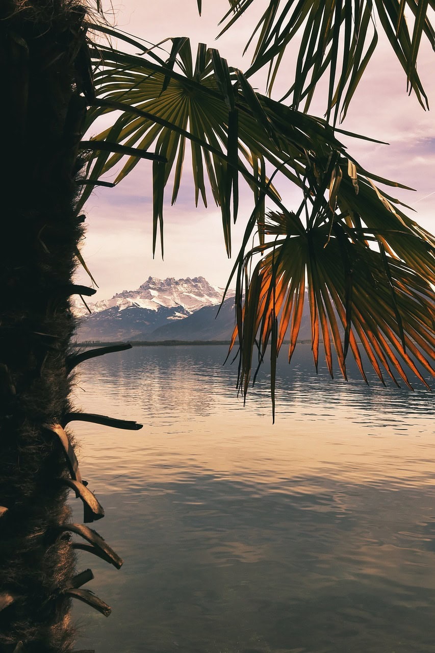 Palmenblätter rahmen den Blick auf einen ruhigen See mit schneebedeckten Bergen im Hintergrund.