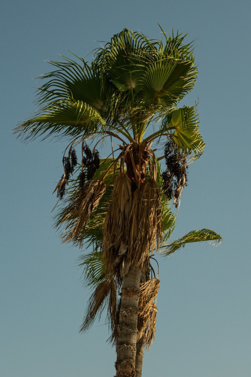 a tall palm tree with lots of leaves. tree assessment and palm tree disease treatment boynton beach, tree service near me, tree trimming near me, Tree Maid tree service