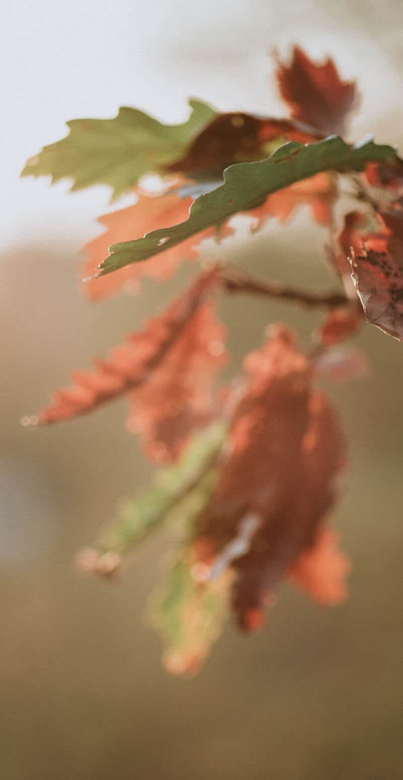 zIMG_1480-scaled-1 (3)
