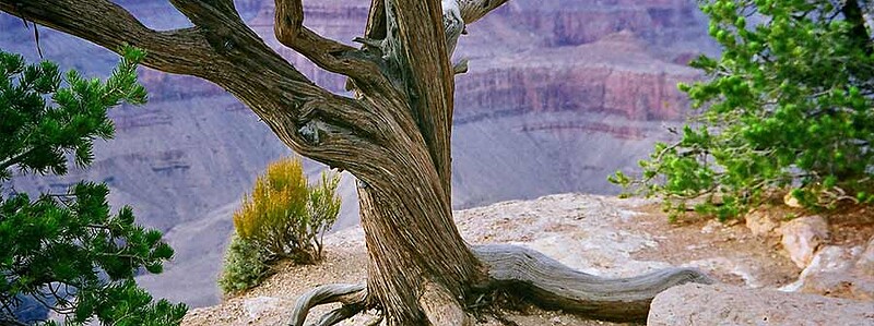 moving companies arizona