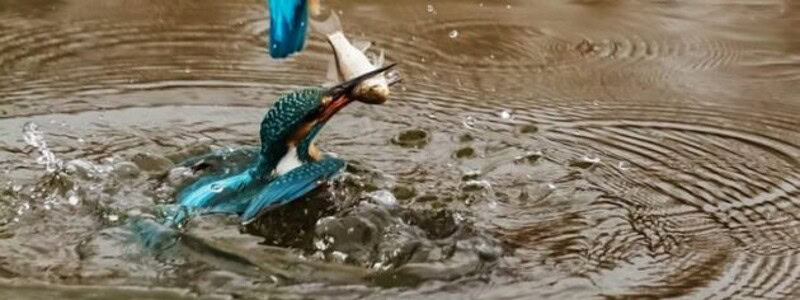 g32b88cf846b3d2e035b0f98c218a20ab723f99f99cd72b03fc00c0fd4ad6409e55f7a5907f3bde6da038a26b801c45d64bb30723ced3f4c61d6ff11176b81449_1280-1338235