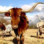 moving companies to texas