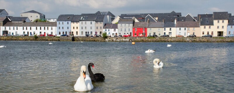 Schwäne schwimmen in der Bucht von Galway vor den bunten Häusern am Spanish Arch.