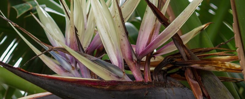 Exotische Baum-Strelitzie (Strelitzia nicolai), auch als "Weiße Paradiesvogelblume" bekannt. Sie beeindruckt durch ihre großen, schwertförmigen Blätter und ihre markanten, weißen bis violetten Blütenstände, die an Vogelschnäbel erinnern.