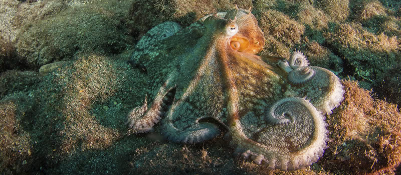 Atlantis Diving Center