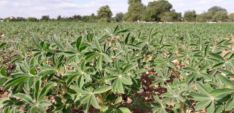 Champ de lupins