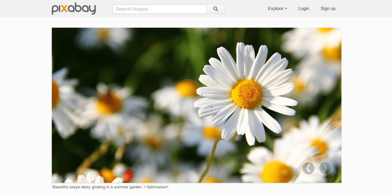 Free Images   Pixabay