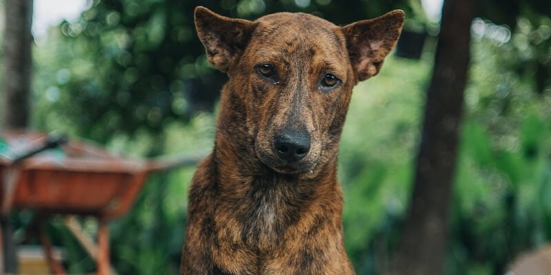 Bengaluru and Chikkamagaluru Police Training Schools Invite PETA India to  Lead Workshops to Combat Cruelty to Animals - Blog - PETA India